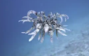 Lạ kỳ sinh vật biển trông như một chùm lông vũ