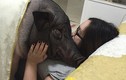 Lạ độc: Cô gái "dị" ăn nằm chung với lợn khổng lồ