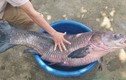 Cá trắm "khủng" nặng 33kg, dài gần 1m sa lưới dân Thanh Hóa