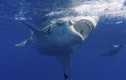 Lộ "kho báu" giúp người trường sinh, chống ung thư từ cá mập
