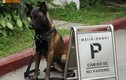 Ảnh “hot” chó nghiệp vụ Việt, Mỹ chuẩn bị Hội nghị Mỹ - Triều