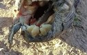 Bí hiểm “con lươn” kì quái có hàm răng giống người