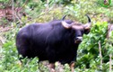 Khám phá "độc" giống bò tót vừa thấy trong VQG Phong Nha - Kẻ Bàng
