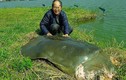 Còn bao nhiêu "cụ rùa Hồ Gươm" trên thế giới?