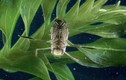 Sự thật "choáng" về những kỷ lục gia thế giới côn trùng