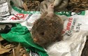 Đấu trí với chuột khổng lồ tinh khôn ở rừng tây Yên Tử