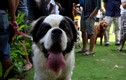 Ngắm chó "khổng lồ" nặng 80kg ở Sài Gòn