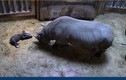 Xem tê giác đen quý hiếm đứng vững sau 53 phút chào đời