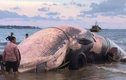 “Cá Ông” khổng lồ lụy bờ ở Bình Thuận