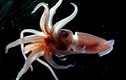 Mực “mắt lác” và top “siêu” mực lạ độc nhất biển sâu