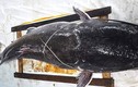 Cận cảnh cá lăng đuôi đỏ "khủng" dính câu ở Đắk Lắk