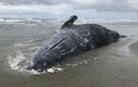Lý giải chuyện cá voi xám chết bất thường