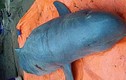 Tiết lộ bí ẩn về loài "cá thiêng" trên sông Mê Kông