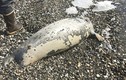La liệt xác 60 con hải cẩu dọc bờ biển gây sốc