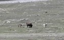 Bò bison dũng mãnh đối đầu đàn chó sói vì điều cảm động