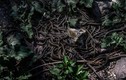 Rợn người ghé nơi hàng nghìn con rắn nhung nhúc "xâm chiếm" vào mùa