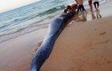 Tiết lộ choáng về loài cá voi vừa dạt bờ biển Khánh Hòa