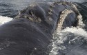 Cá voi đầu bò cất tiếng hát, giới khoa học sửng sốt