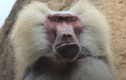 Khỉ đầu chó tung “vũ khí” khiến đối thủ kinh hồn bạt vía