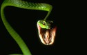 Vì sao "sát thủ độc" thành "thương hiệu" của loài rắn?
