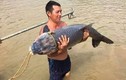 Chiêm ngưỡng cá trắm “khủng” 1,2m dính lưới ngư dân Yên Bái