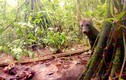 Điểm loạt sinh vật bí ẩn, quý hiếm của rừng Amazon