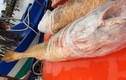 Cá sủ vàng "khủng" ở Cà Mau: Sự thật bất ngờ...