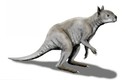 Loài Kangaroo mặt ngắn tũn, to lớn dị thường