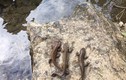 Lạ lùng loài cá có chân vừa phát hiện ở Cao Bằng