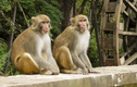 Ly kỳ chuyện Ấn Độ triệt sản loài khỉ bằng trí tuệ nhân tạo