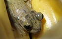 Hành trình hơn 8.000 km sang Anh gây choáng của 1 chú ếch