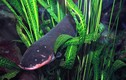 Thủy quái Amazon ăn gì, sao phóng điện giết được cả cá sấu?