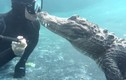 Nụ hôn "sốc" khi thợ lặn chạm trán cá sấu khổng lồ 