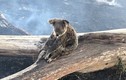 Xót xa hình ảnh gấu túi trong thảm họa cháy kinh hoàng nước Úc