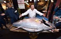 Con cá "khủng", mổ ra đem bán được hơn 41 tỷ đồng