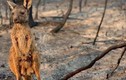 Sự thật bất ngờ về kangaroo, "nạn nhân" đáng thương vụ cháy rừng ở Úc
