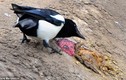 Vì sao chim ác là hay tấn công người, vẫn được yêu tại Úc?