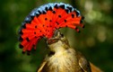 “Hút mắt” những loài chim có bộ lông đẹp nhất thế giới