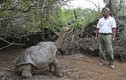 Cụ rùa 100 tuổi cứu loài khỏi tuyệt chủng nhờ "yêu"... không biết mệt