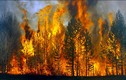 Cháy rừng dữ dội ở Nga tràn qua Trung Quốc