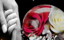 Ai là người đưa “Bông hồng cài áo” vào lễ Vu Lan ở VN? 