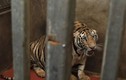 Vụ 17 con hổ ở Nghệ An: Tái thả có cơ hội sống? 