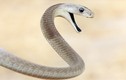 10 loài rắn nguy hiểm nhất thế gian: Đoạt mạng người trong vài phút! 