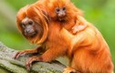 Kinh ngạc top động vật mini quý-hiếm-lạ bậc nhất thế gian 