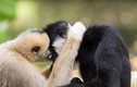 9 động vật "chung tình" nhất  thế gian, con người phải ngưỡng mộ 