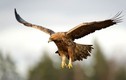 Top 10 loài động vật nhanh nhất quả đất: Chim cắt đứng đầu? 