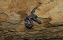 Cảnh tượng kinh ngạc trong hang rắn treo kỳ quái ở Mexico