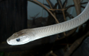 Top 7 loài rắn độc nhất hành tinh, số 2 có nhiều ở Việt Nam