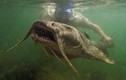 Bí mật ít biết về loài thủy quái trông dị dạng nhất sông Đà