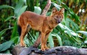 Giật mình thói săn mồi cực “máu lạnh” của loài sói lửa Việt Nam
